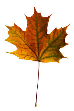 One bright maple leaf on a white background