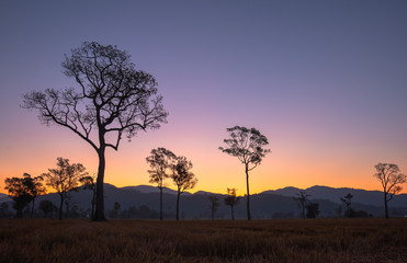 Plakat sweet sunrise above the big trees in the rice field during harvest season.