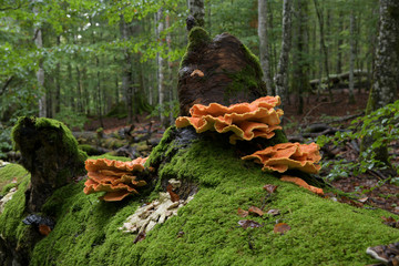 Schöne Exemplare von orangefarbenen Schwefelporlingen- Für Menschen essbar, für Bäume zersetzend und tödlich