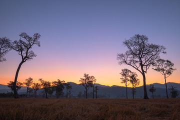 Obraz na płótnie Canvas sweet sunrise above the big trees in the rice field during harvest season.
