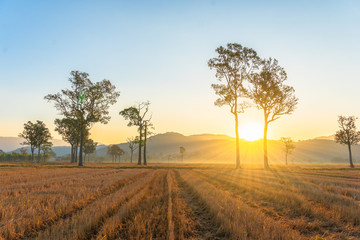 Fototapeta na wymiar sunlight through to the trees in the rice field during harvest season.