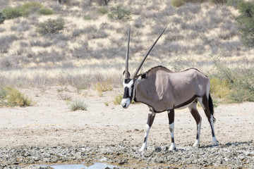Gemsbok or South African Oryx (Oryx gazella) in the Kgalagadi Transfrontier, National Park,...