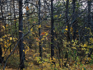 yellow leaves on bushes in autumn in the forest, Russia.