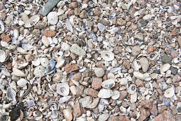 Crushed Shell Bacground