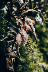 dead leaf surround by green