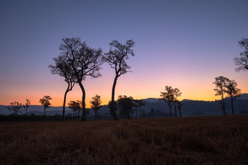 Obraz na płótnie Canvas sweet sunrise above the big trees in the rice field during harvest season.