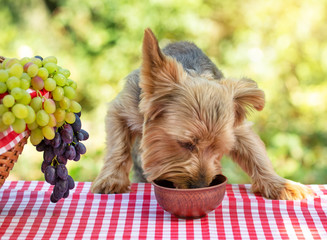 Dog eats food from clay bowl on table with red tablecloth