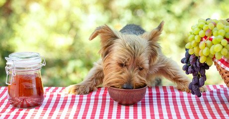 Little dog eats on picnic table