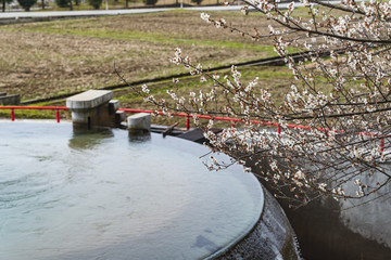 円筒分水層に咲く梅