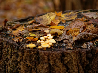 small orange mushrooms grow on a stump in the forest, Russia.