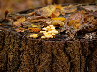 small orange mushrooms grow on a stump in the forest, Russia.