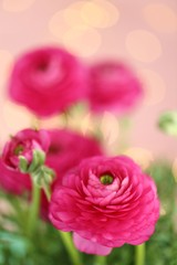 ranunculi.Ranunculus pink bouquet on a  pink background with golden bokeh.Beautiful delicate floral background