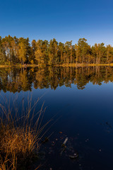 Golden Polish Autumn with reflection of the trees in Black Lake Niepolomice Forest Poland October 2019