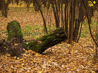 moss-covered stump in autumn in the forest, Russia.