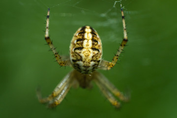 yellow poisonous spider