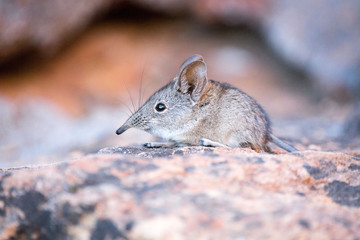 Close up of a cute Elephant shrew (Macroscelididae) (belongs to the Little 5) sitting on a stone, South Africa