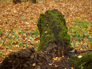 moss-covered stump in autumn in the forest, Russia.