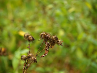 thorn heads in autumn in the forest, Russia.