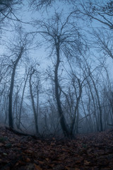 Spooky tree through the fog