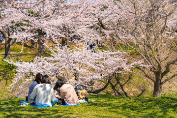 Goryokaku star fort park in springtime cherry blossom full bloom season with clear blue sky sunny...