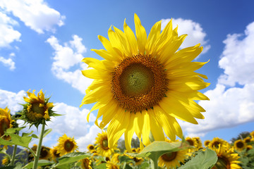 Sunflowers are blooming and light from the sun on a clear day.