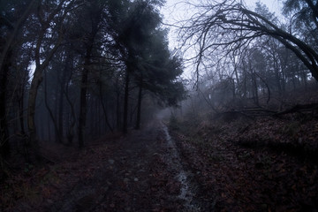 Fototapeta na wymiar Spectral pathway through the wood and the fog
