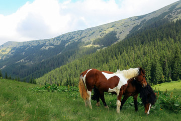 Fototapeta na wymiar Horses on nature. Two beautiful horses