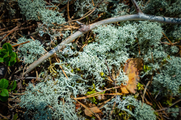 Moss in forest