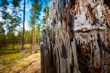 Closeup view of old pine tree
