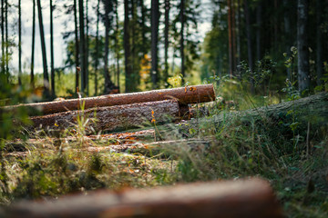 Pile of freshly cut trees in forest