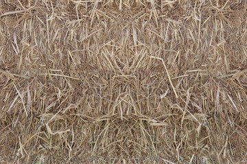 Surface of the rice straw.