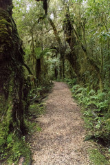 Oparara walkway in Kahurangi National Park