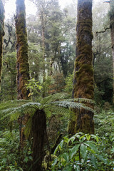 Fototapeta premium Oparara walkway in Kahurangi National Park