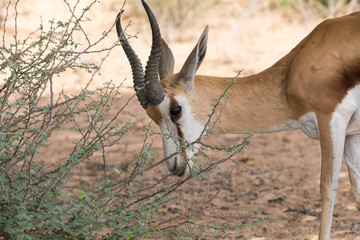Springbok (Antidorcas marsupialis) browsing,  Kalahari, South Africa, close up head shot
