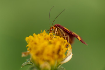 tiny red an yellow moth on flower