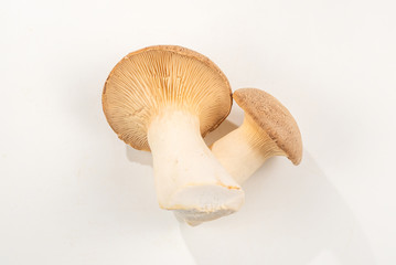 Shitake, eringi  tasty mushroom isolated on white background.