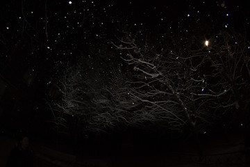 Snowfall on a dark winter night, lantern light and snow-covered tree branches.