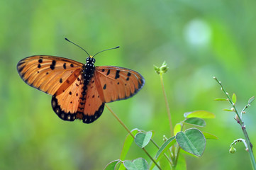 butterfly on flower