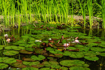 White water lily or lotus flower Marliacea Rosea in garden pond. Close-up. Nymphaea water lily with drops of water on large leaves. Aquatic plants growing on shore are reflected in clear emerald water