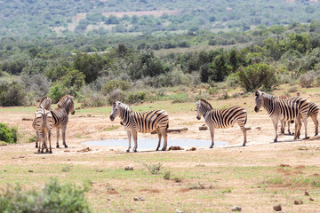 Fototapeta na wymiar Burchell's Zebra, Equus quagga burchellii, Addo Elephant National Park, Eastern Cape, South Africa, herd gathered around waterhole