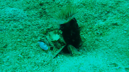 Fototapeta premium OLYMPUS DIGITAL CAMERA