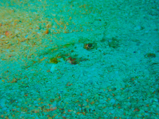 Fish hiding on the ocean floor under the sea, see only the eyes.