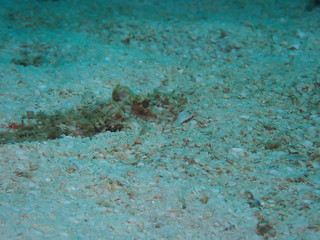Fish hiding on the ocean floor under the sea, see only the eyes.