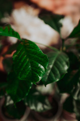 Green coffee tree leafs in close up view, coffee plant background