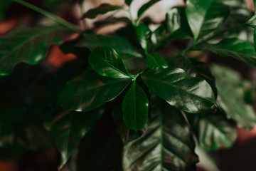 Green coffee tree leafs in close up view, coffee plant background