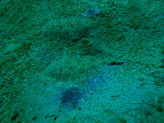Psettodes erumei on the surface of the sea under the sea