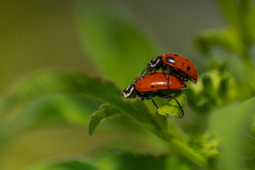 Fototapeta premium ladybugs love