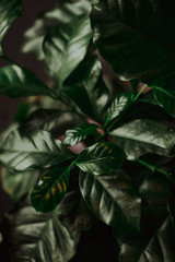 Green coffee tree leafs in close up view, coffee plant background