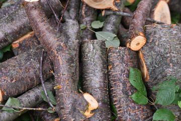 fresh logs. Close-up. Fresh firewood. eco forest. Fresh sawn logs and stump. Logging firewood. Fresh sawn logs and stump with rings of trees. Cut texture. Sticks, slivers and roots around