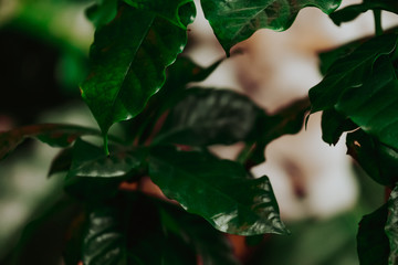 Green coffee tree leafs in close up view, coffee plant background